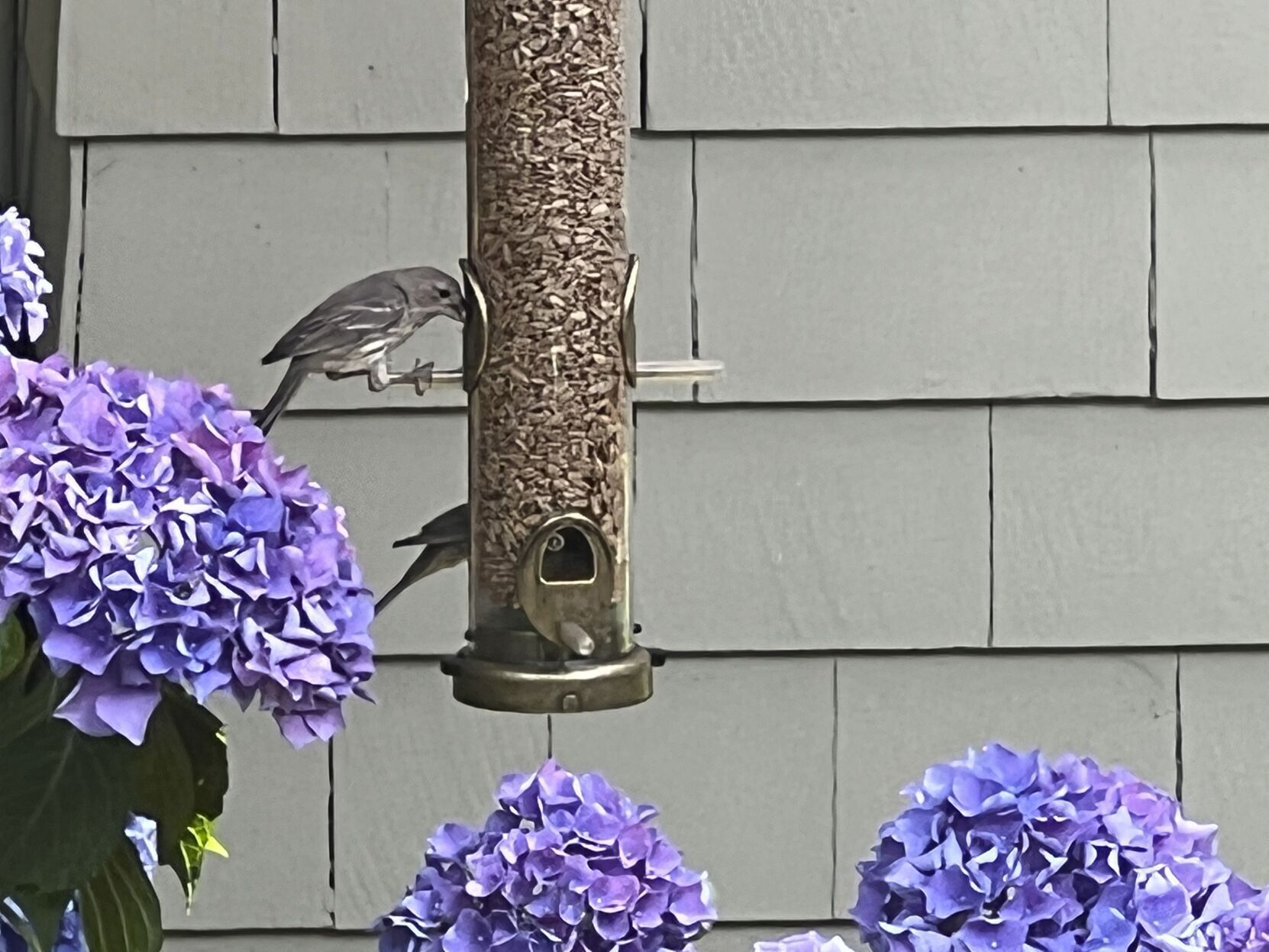 Gardening Attracting Birds